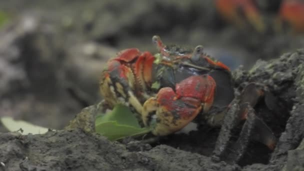 Zbliżenie Czytanego Kraba Jedzącego Liście Mangrowe — Wideo stockowe
