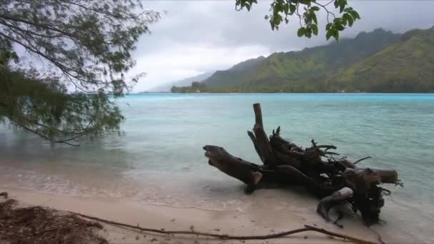 Treibholz Strand Von Moorea Französisch Polynesien — Stockvideo