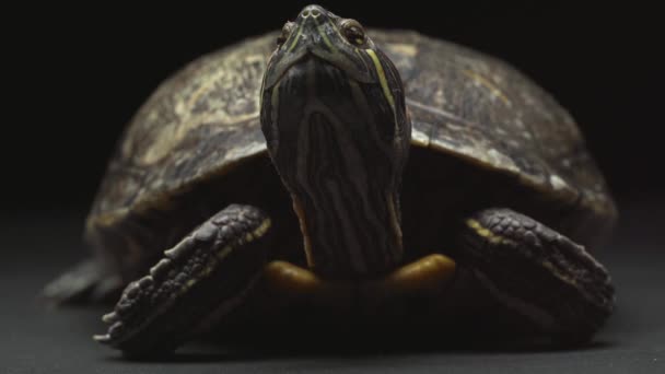 Kırmızı Kulaklı Sürgülü Kaplumbağanın Yakın Çekimi — Stok video