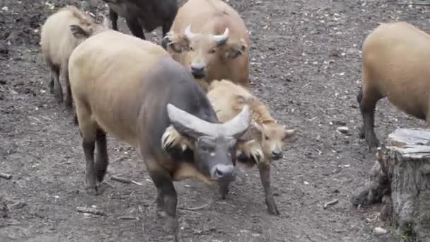 Una Vista Del Rebaño Búfalos Caminando Sobre Suelo Rocoso — Vídeos de Stock