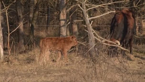 Modern Och Hennes Kalv Betar Hagen — Stockvideo