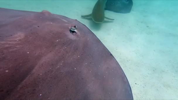 Unterwasseraufnahme Von Stechrochen Und Schwarzspitzen Riffhaien Moorea Sued Pazifik — Stockvideo