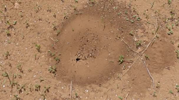 시라쿠사 고고학적 위치에 개미의 자연적 경로에 서식지의 — 비디오