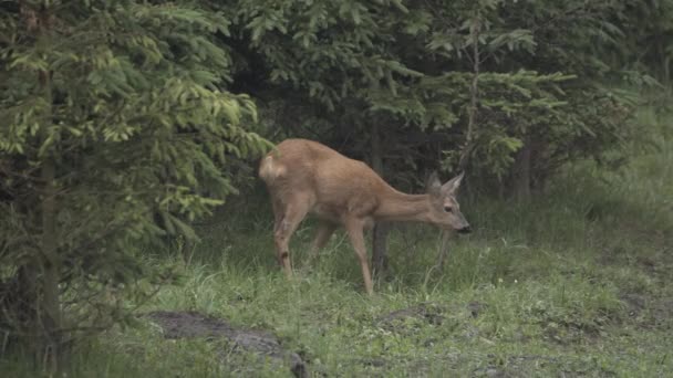 Kilátás Legelő Kis Szarvas Legelőn Körülvett Fák — Stock videók