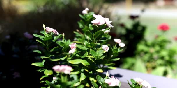 ใกล บดอกอาซาเล สวยงาม ดอกไม ในสวน — วีดีโอสต็อก