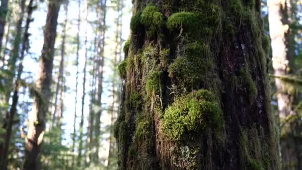 Een Close Opname Van Een Grote Boom Met Groen Mos — Stockvideo