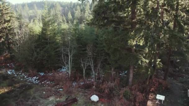 캐나다 밴쿠버 알베르니에 소나무 운반용 — 비디오