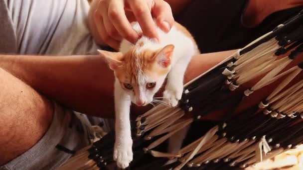 Uma Filmagem Gatinho Gengibre Adorável Sendo Animal Estimação Por Seu — Vídeo de Stock