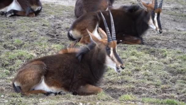 Een Schilderachtig Uitzicht Een Antilope Zittend Gras Met Zijn Kudde — Stockvideo