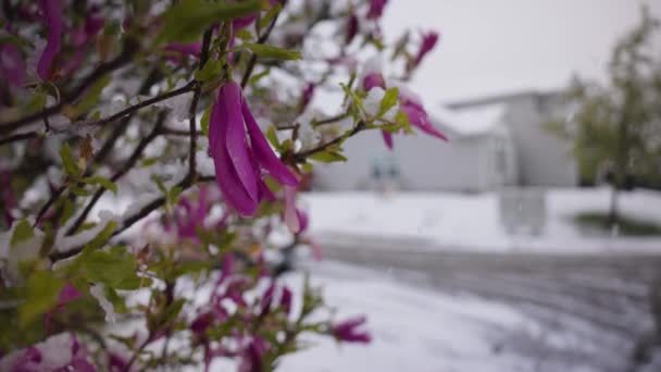 Μια Αργή Κίνηση Άποψη Της Χιονόπτωση Και Ένα Ανθισμένο Δέντρο — Αρχείο Βίντεο