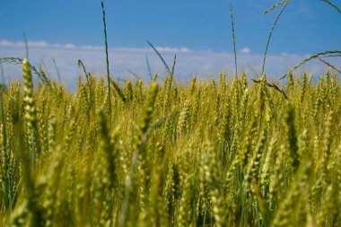 Mavi gökyüzüne karşı bir buğday tarlası