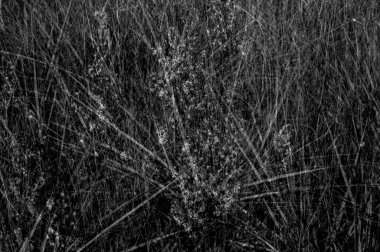 Soyut bir orman alanı geçmişi