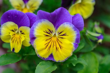 Bahçedeki güzel, nonoş çiçeklerinin yakın çekimi.