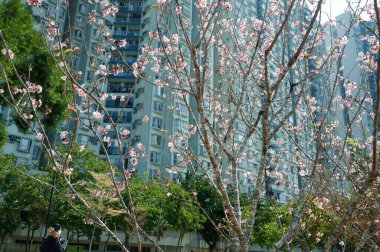 Yüksek binaların yanında çiçek açan ağaçlar.