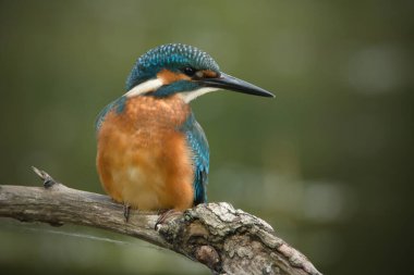 Dal üzerine tünemiş sıradan bir balıkçı (alcedo)