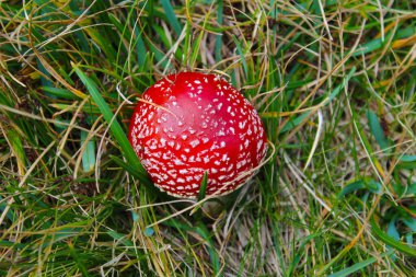 Ormanda sineklik (amanita muscaria) yakın plan çekimi.
