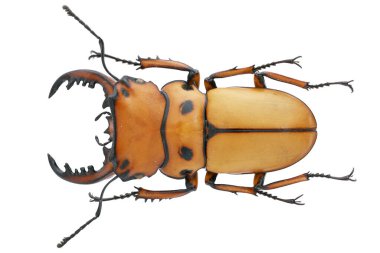 Böcek koleksiyonu. Beyaz arka planda izole edilmiş. Makro lens tarafından çekilmiş.