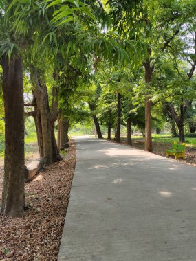 Güneşli bir günde Kolkata botanik bahçesindeki patikanın dikey çekimi.