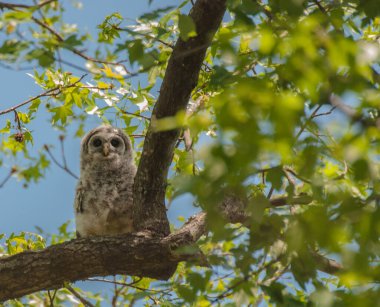 Bulanık bir arka planda, ağaçta duran benekli bir baykuş.