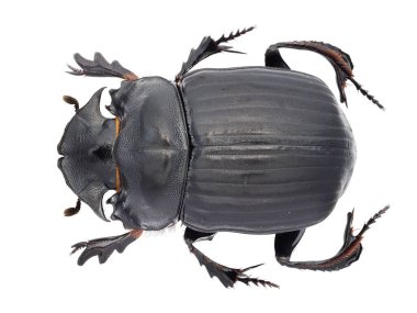 Böcek gübre böcekleri koleksiyonu (Scarabaeinae) makro lens tarafından çekilen beyaz arkaplanda izole edilmiş bir numune