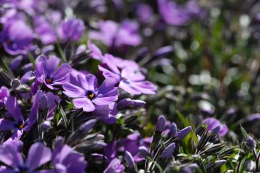 Mor uzun ömürlü çiçeğin makrofotoğrafçılığı bahar güneşi tarafından aydınlatıldı.