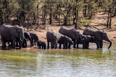 Nehir kenarında su içen filler