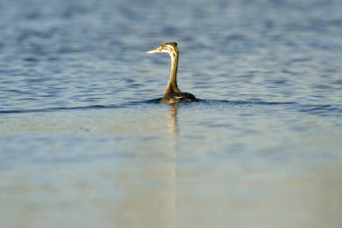 Sakin mavi sularda yüzen kuş