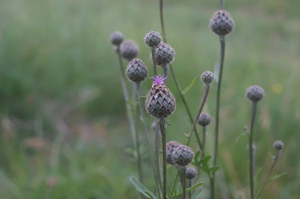 Close Centaurea Scabiosa Fundo Verde Desfocado — Fotografia de Stock