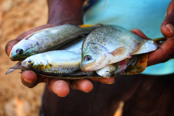 Closeup Person Holding Caught Fish — Stock Photo, Image