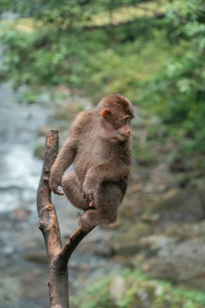 Tiro Vertical Macaco Bonito Sentado Uma Árvore — Fotografia de Stock