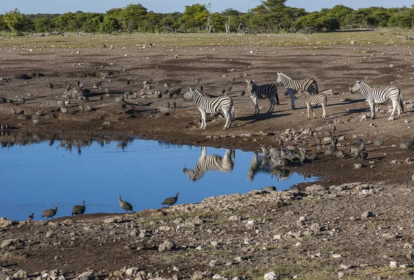 Scena Wodopoju Parku Narodowym Etosha — Zdjęcie stockowe