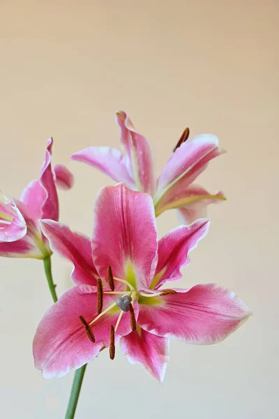 Oriental Lilies Have Been Cultivated Hybridized Horticulturists 3000 Years Often — Stock Photo, Image