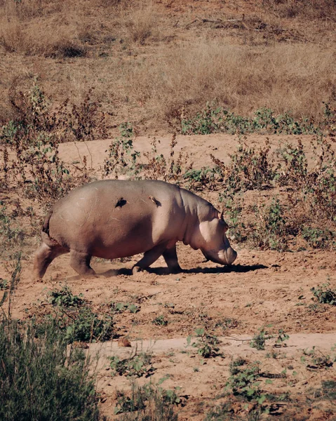 Big Hippopotamus Nature — Stock Photo, Image