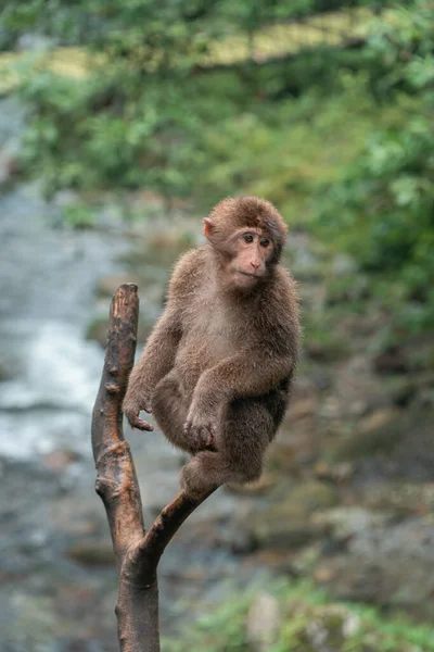 森の中の木の枝の端にかわいい猿の垂直閉鎖 — ストック写真