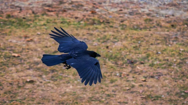 Primer Plano Cuervo Negro Volando Sobre Suelo Con Hojas Caídas —  Fotos de Stock