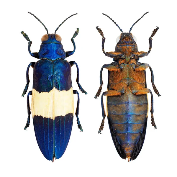 マクロレンズで撮影された白地に単離された輝く宝石甲虫の昆虫コレクション — ストック写真