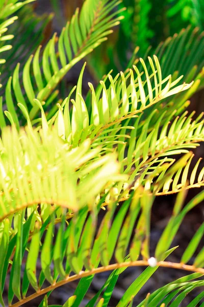 Een Verticaal Shot Van Tropische Bladeren Onder Het Zonlicht — Stockfoto