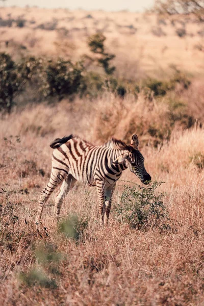 Vertikale Aufnahme Eines Zebras Der Savanne Südafrika — Stockfoto