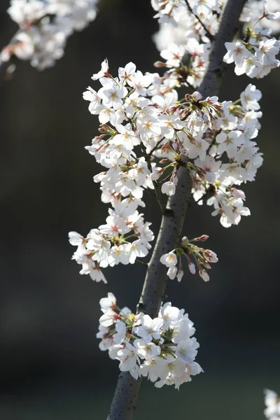 Pionowe Zbliżenie Ujęcia Białego Sakura Kwiaty Siadły Gałęzi — Zdjęcie stockowe