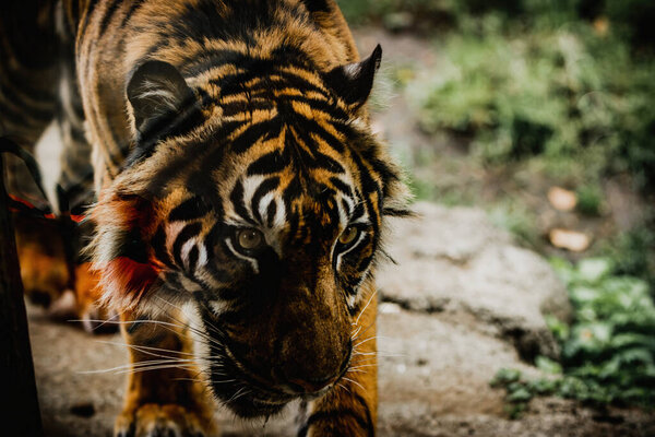 A closeup of a Sumatran tiger walking in green grass in a Ueno zoo