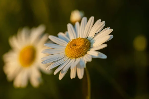 ぼやけた緑の背景に一般的なデイジーの花の選択的な焦点 — ストック写真