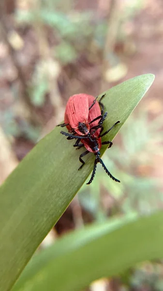 植物上の赤い甲虫の垂直閉鎖ショット — ストック写真