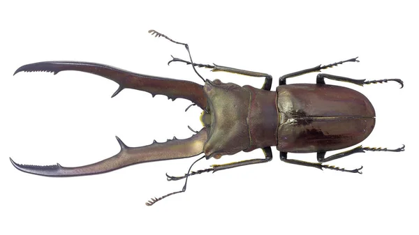 Insektensammlung Eines Hirschkäferexemplars Isoliert Auf Weißem Hintergrund Fotografiert Durch Makrolinse — Stockfoto