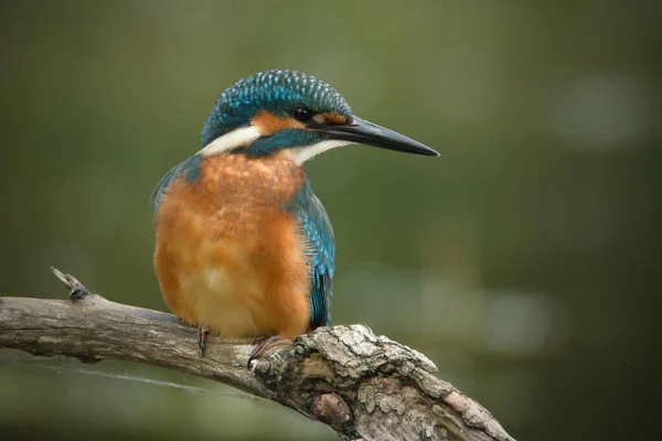 Common Kingfisher Alcedo Atthis Perched Twig — Stock Photo, Image