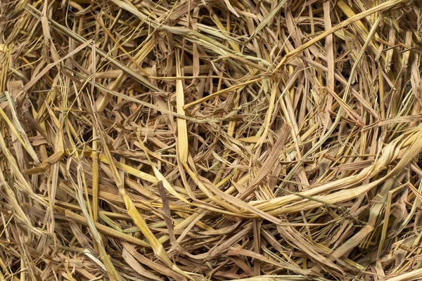 Eine Nahaufnahme Eines Nestes Aus Getrockneten Pflanzen — Stockfoto