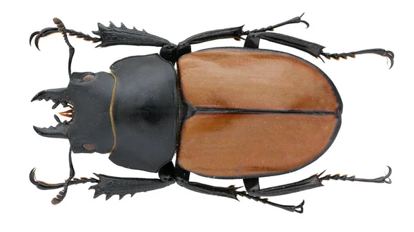 Insect Collection Stag Beetle Specimen Isolated White Background Photoed Macro — Stock Photo, Image