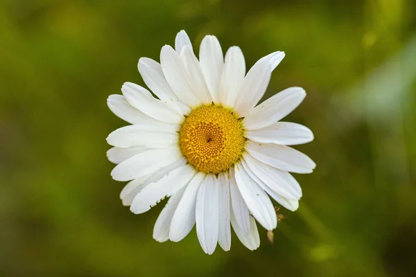 Egy Közönséges Százszorszép Virág Közelsége Elszigetelve Növényzet Homályos Hátterétől — Stock Fotó
