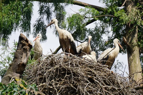 Weißstörche Ließen Sich Einem Nest Nieder — Stockfoto