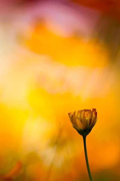 Close Vertical Uma Flor Cosmos Contra Fundo Embaçado Amarelo — Fotografia de Stock
