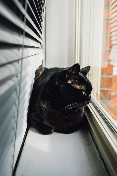 Chat Noir Derrière Les Stores Sur Rebord Fenêtre Montre Quartier — Photo